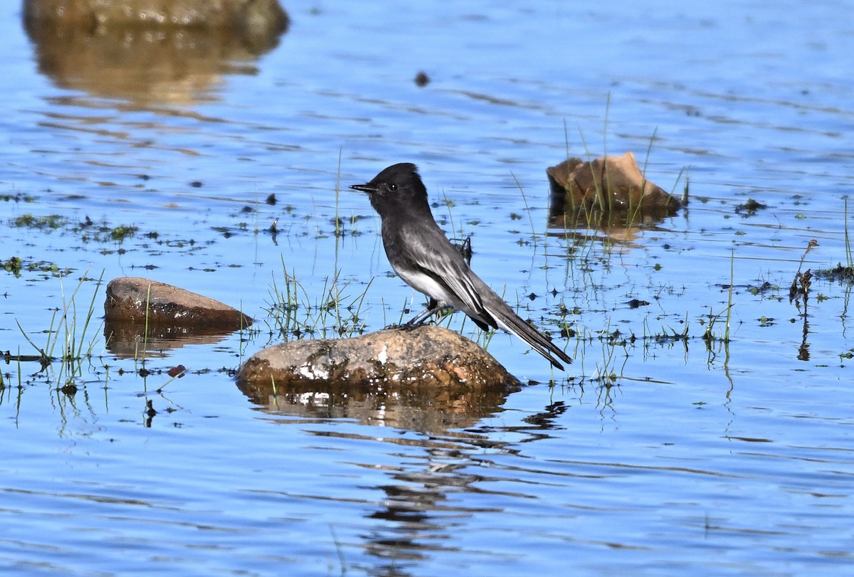 Black Phoebe - ML645302900