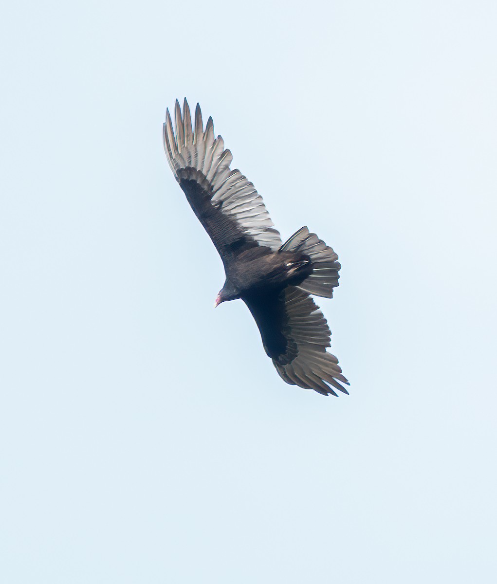 Turkey Vulture - ML645302901