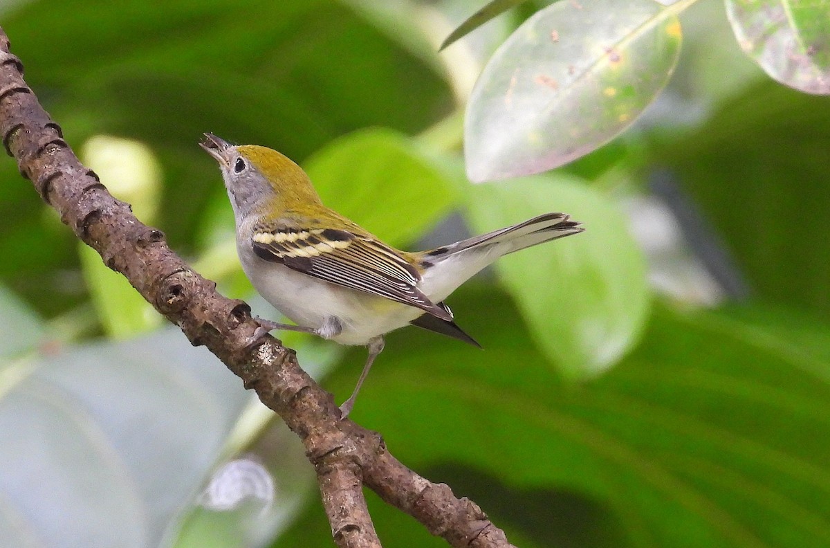 Chestnut-sided Warbler - ML645302909