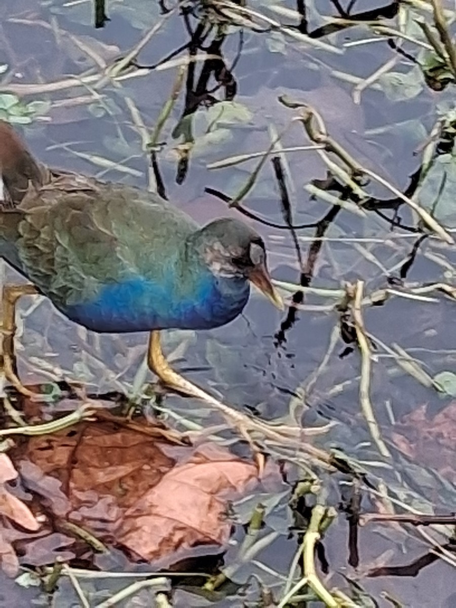 Purple Gallinule - ML645302911