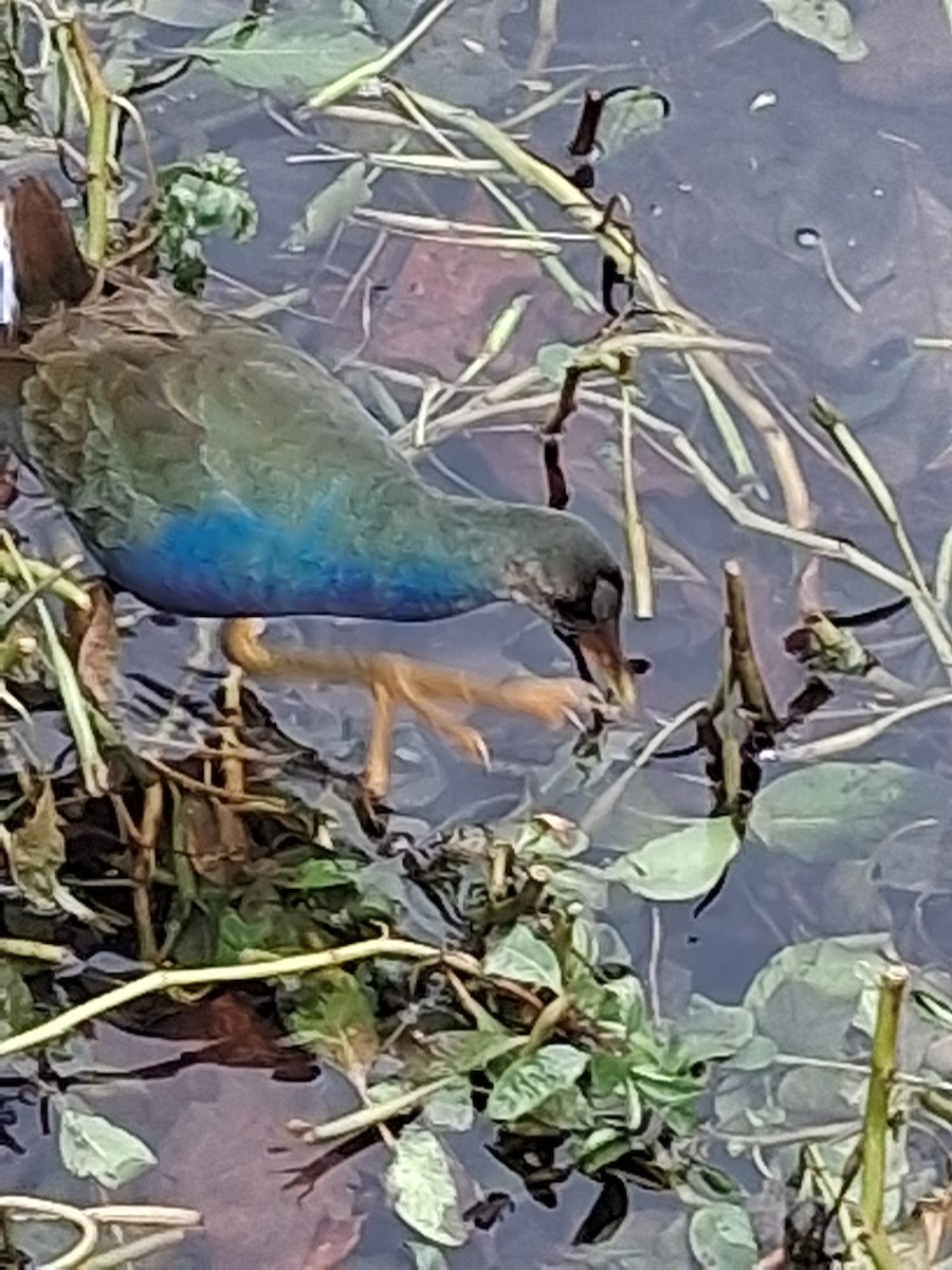 Purple Gallinule - ML645302912