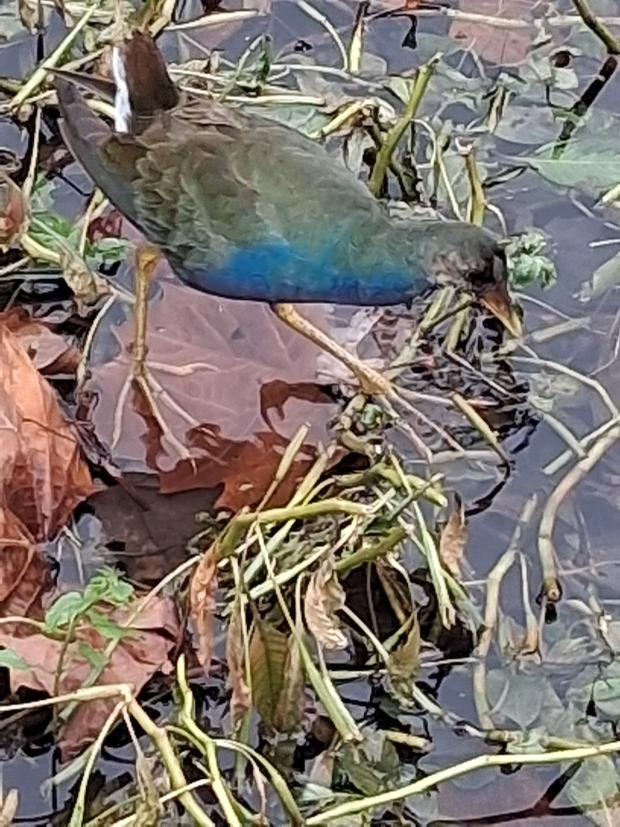 Purple Gallinule - ML645302913