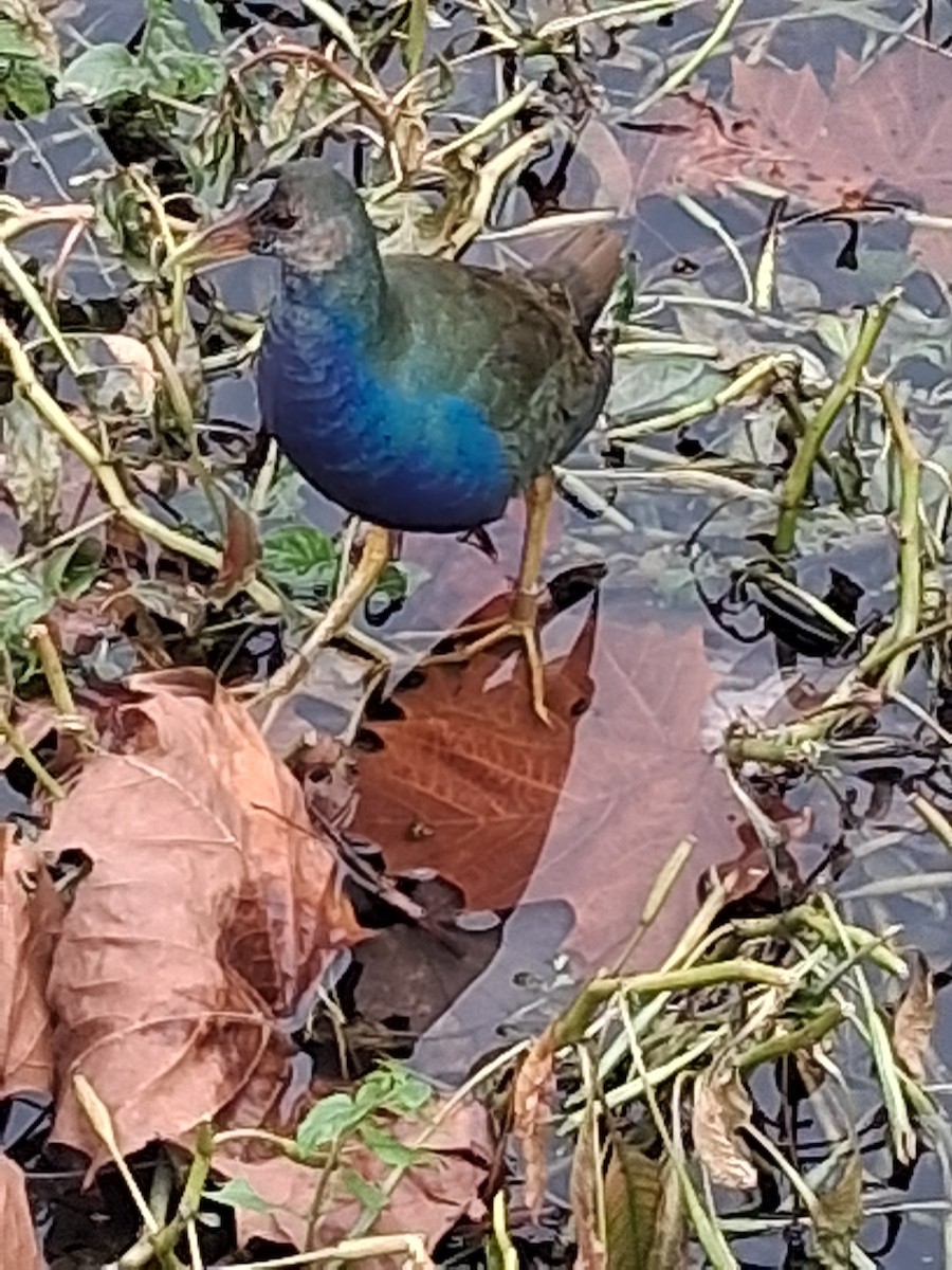 Purple Gallinule - ML645302914