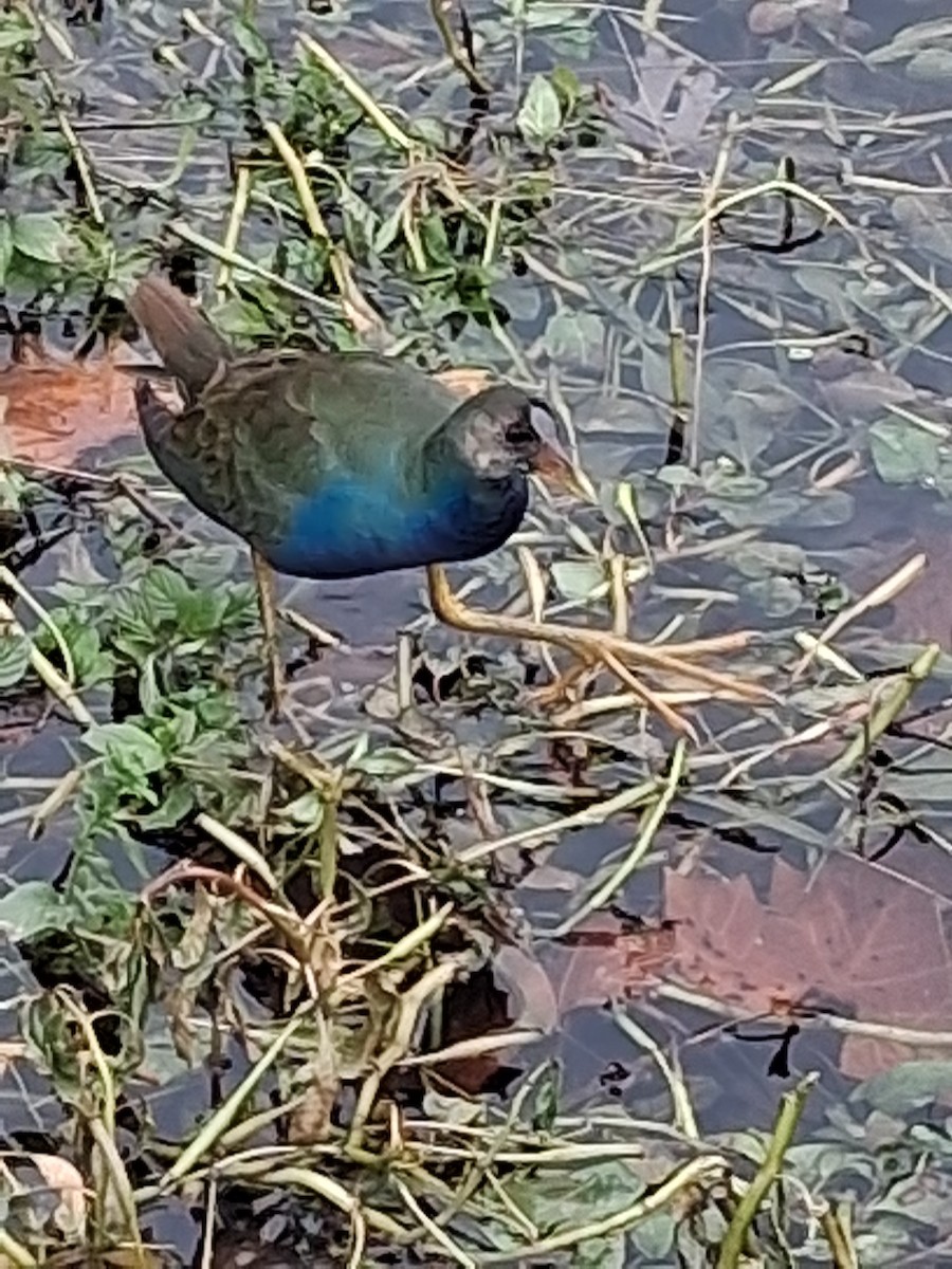 Purple Gallinule - ML645302915