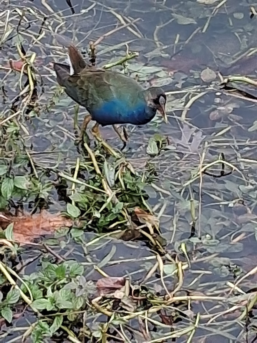 Purple Gallinule - ML645302916