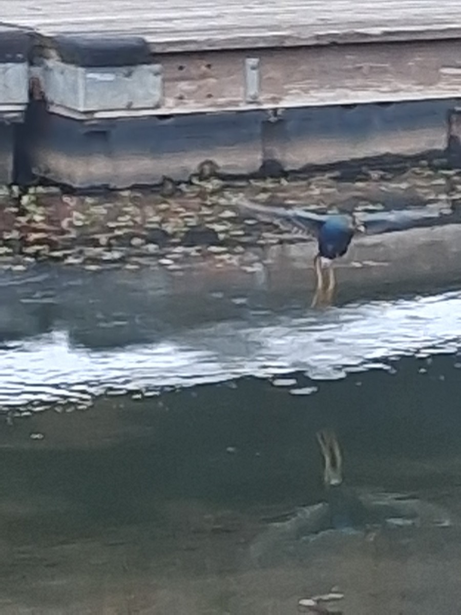 Purple Gallinule - ML645302917