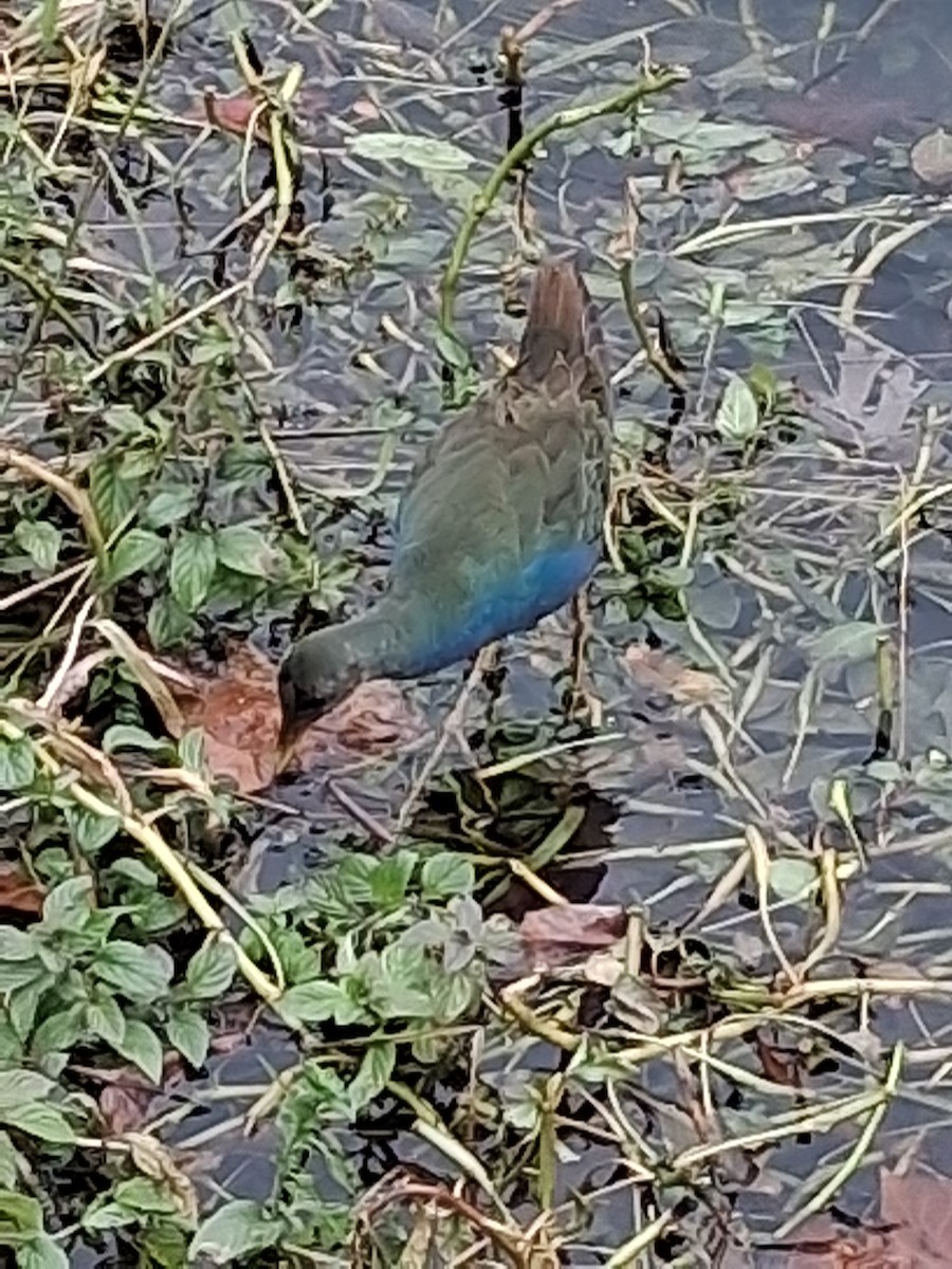 Purple Gallinule - ML645302918