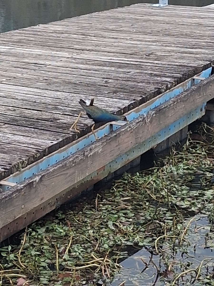 Purple Gallinule - ML645302920