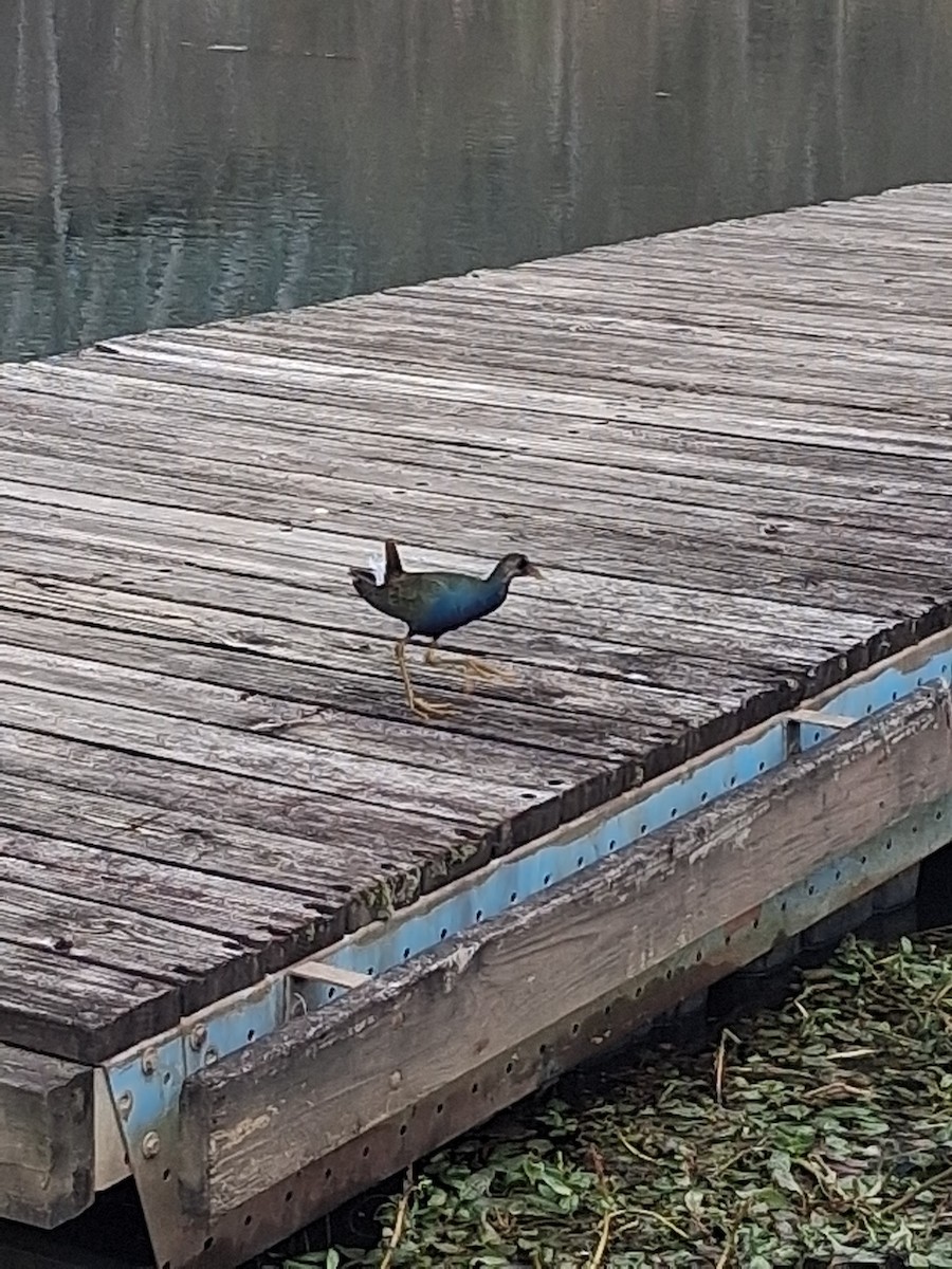 Purple Gallinule - ML645302923