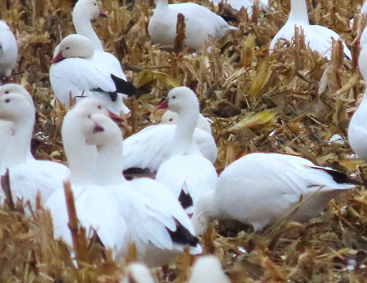 Ross's Goose - ML645302934