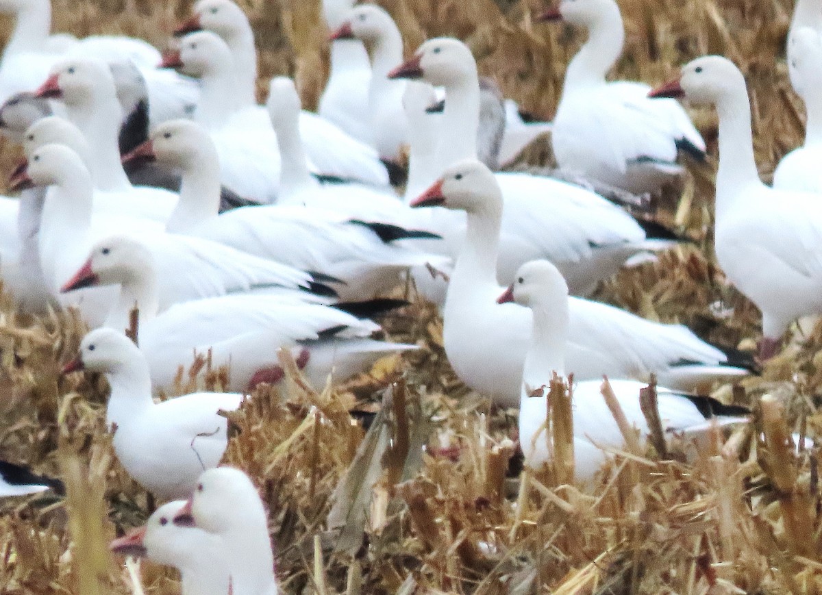 Ross's Goose - ML645302935