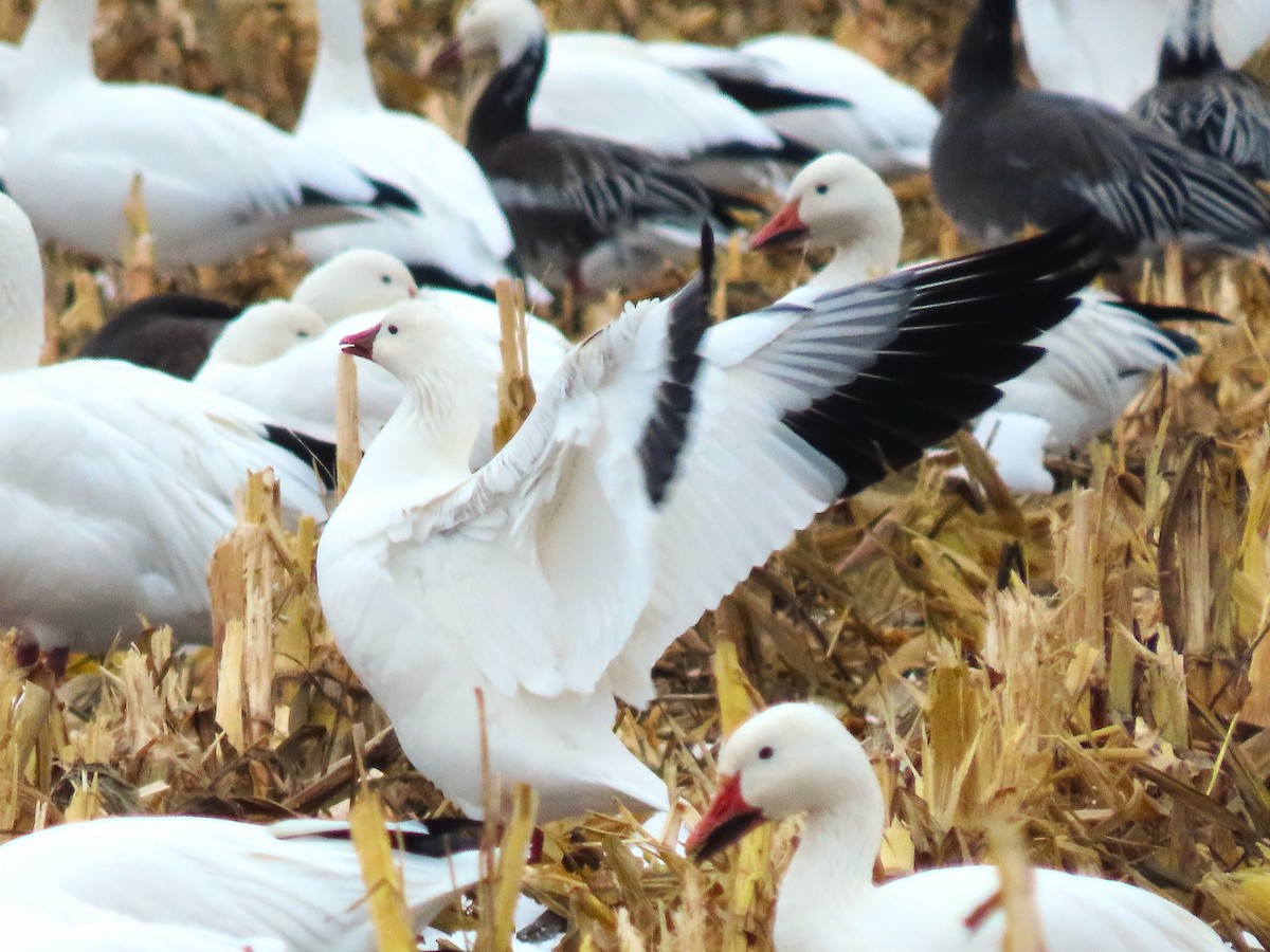 Ross's Goose - ML645302936