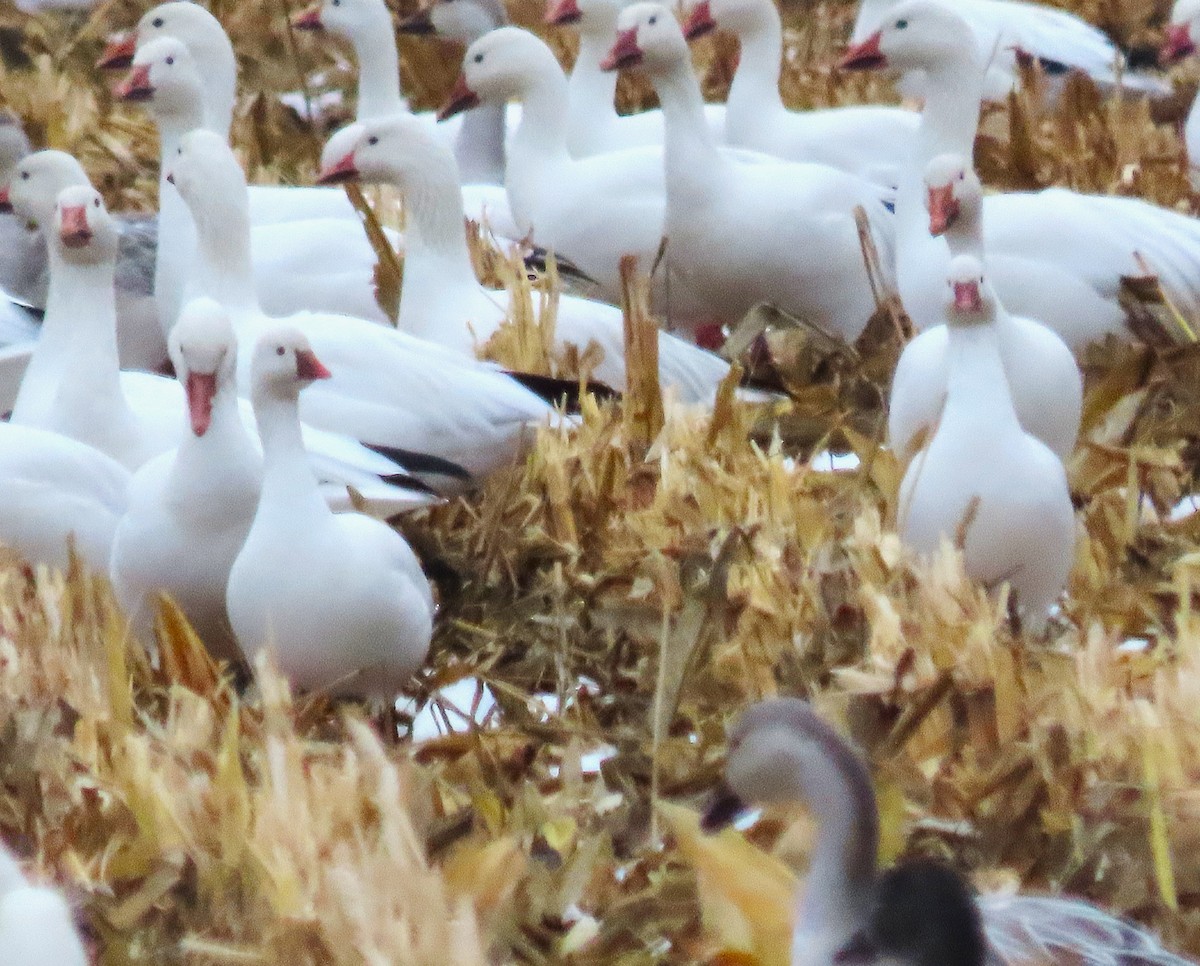 Ross's Goose - ML645302937