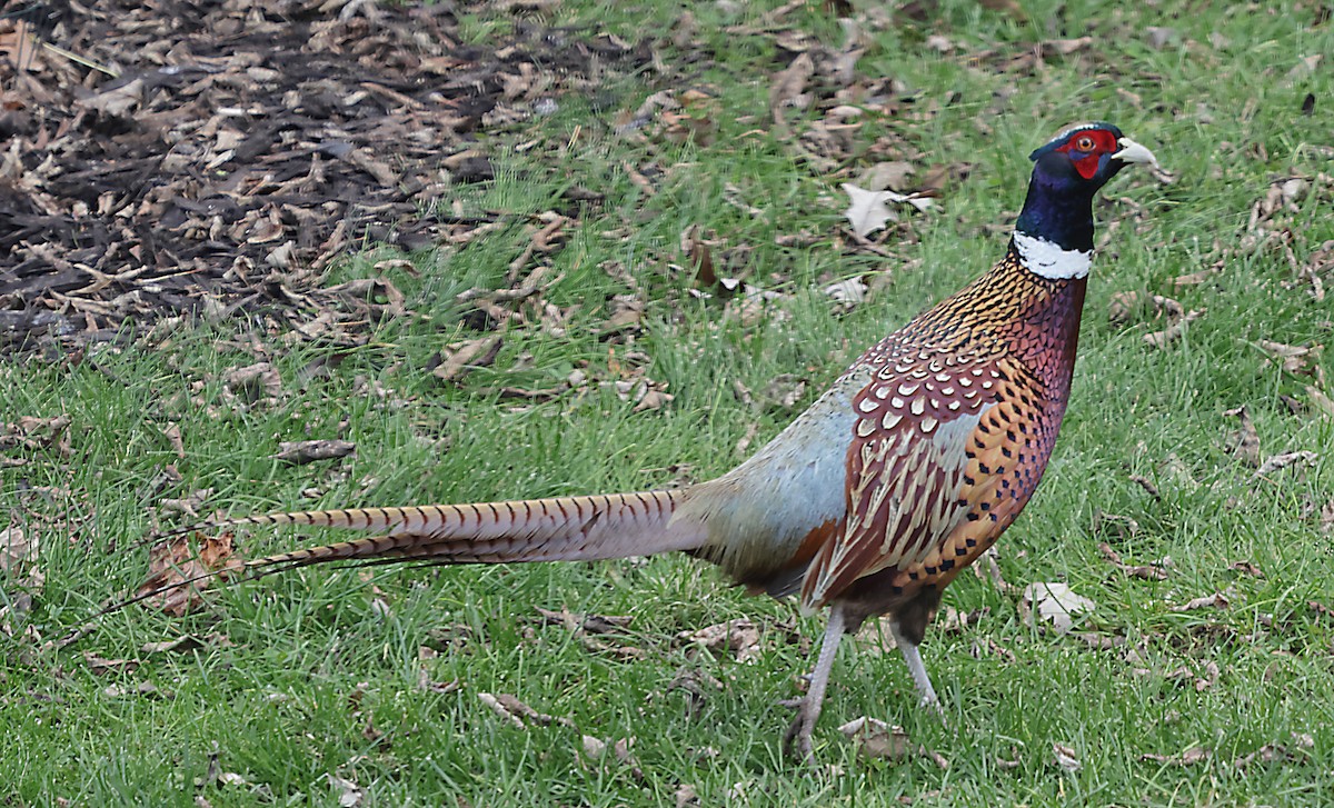 Ring-necked Pheasant - ML645302940