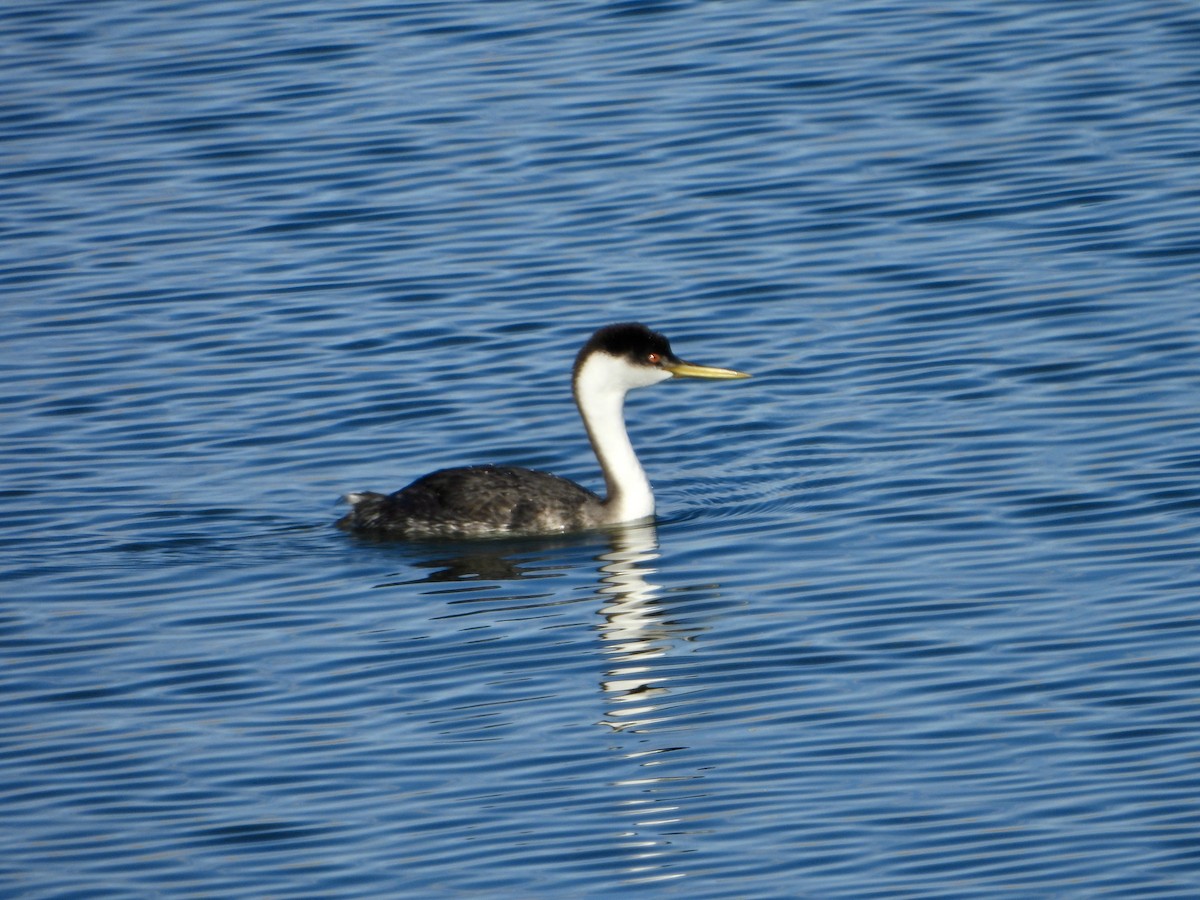 Western Grebe - ML645302941