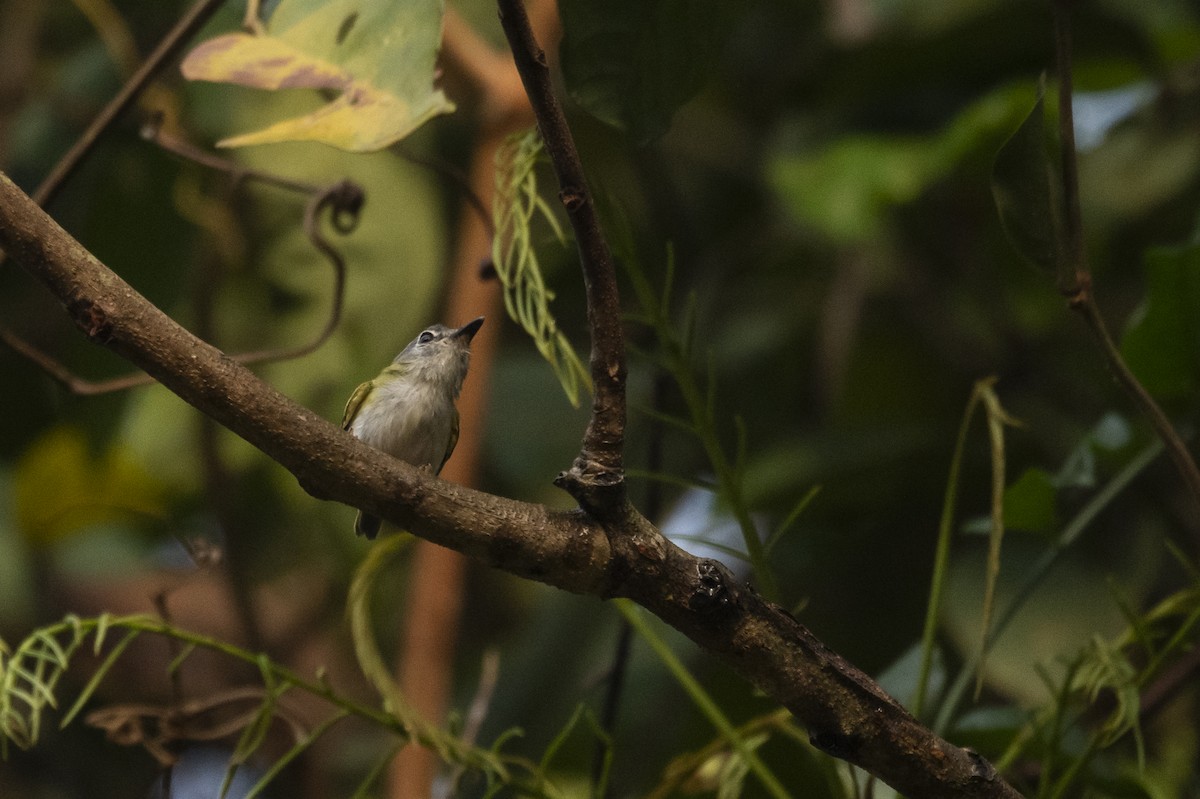 Short-tailed Pygmy-Tyrant - ML645302943