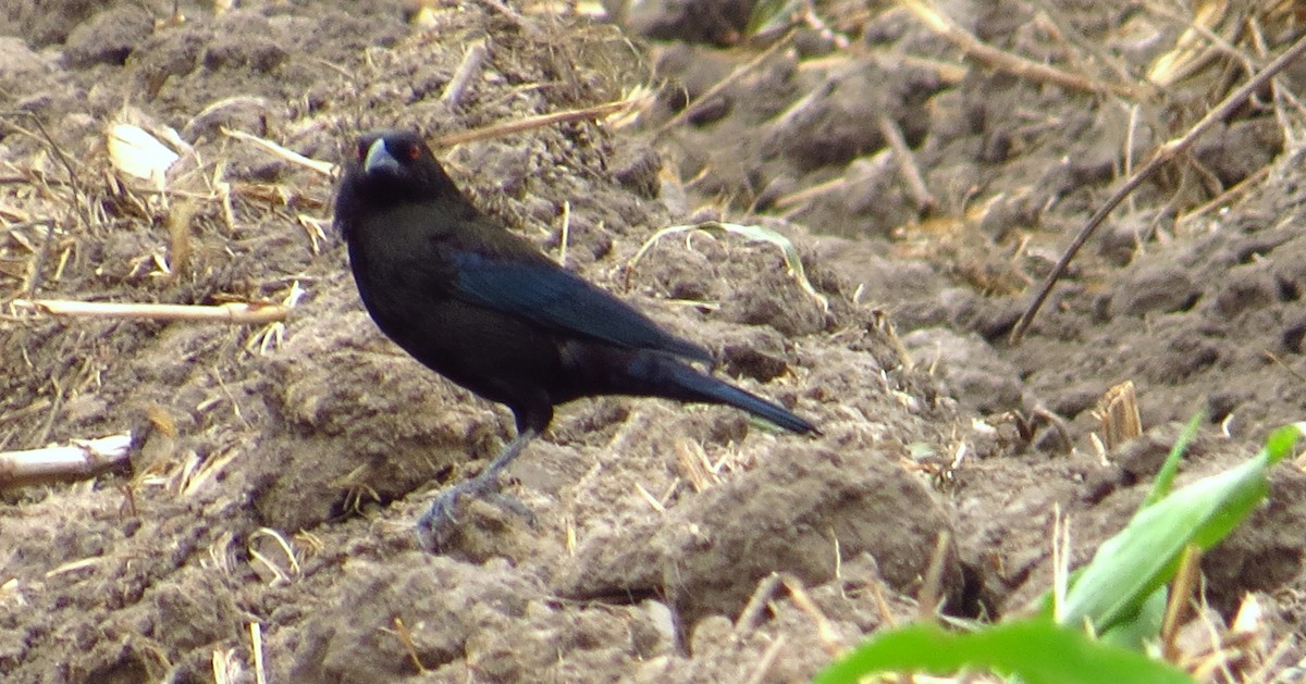 Bronzed Cowbird - ML645302946