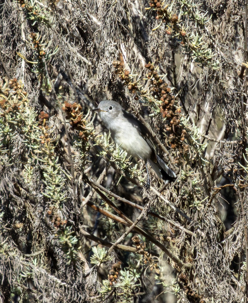 Голубая комароловка - ML645302947