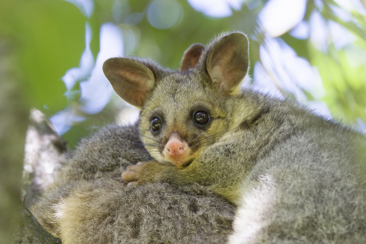 Eastern Brush-tailed Possum - ML645302948