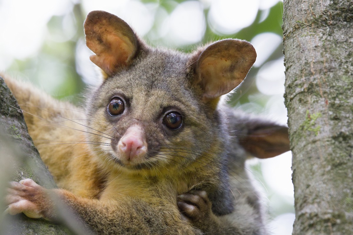 Eastern Brush-tailed Possum - ML645302949