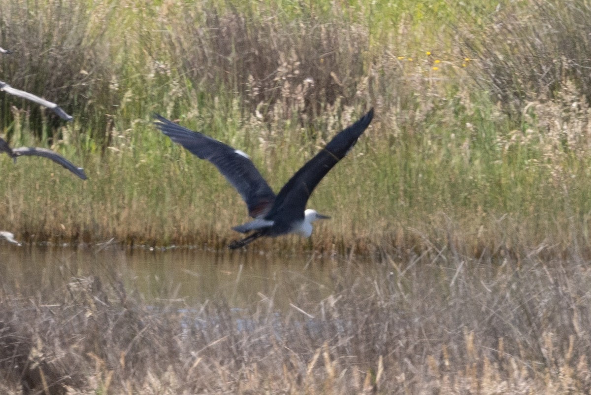 Pacific Heron - ML645302958