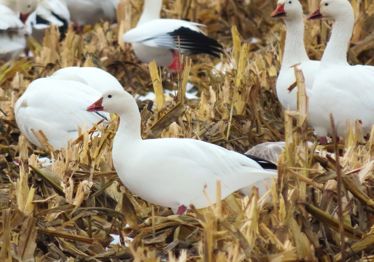 Snow x Ross's Goose (hybrid) - ML645302962