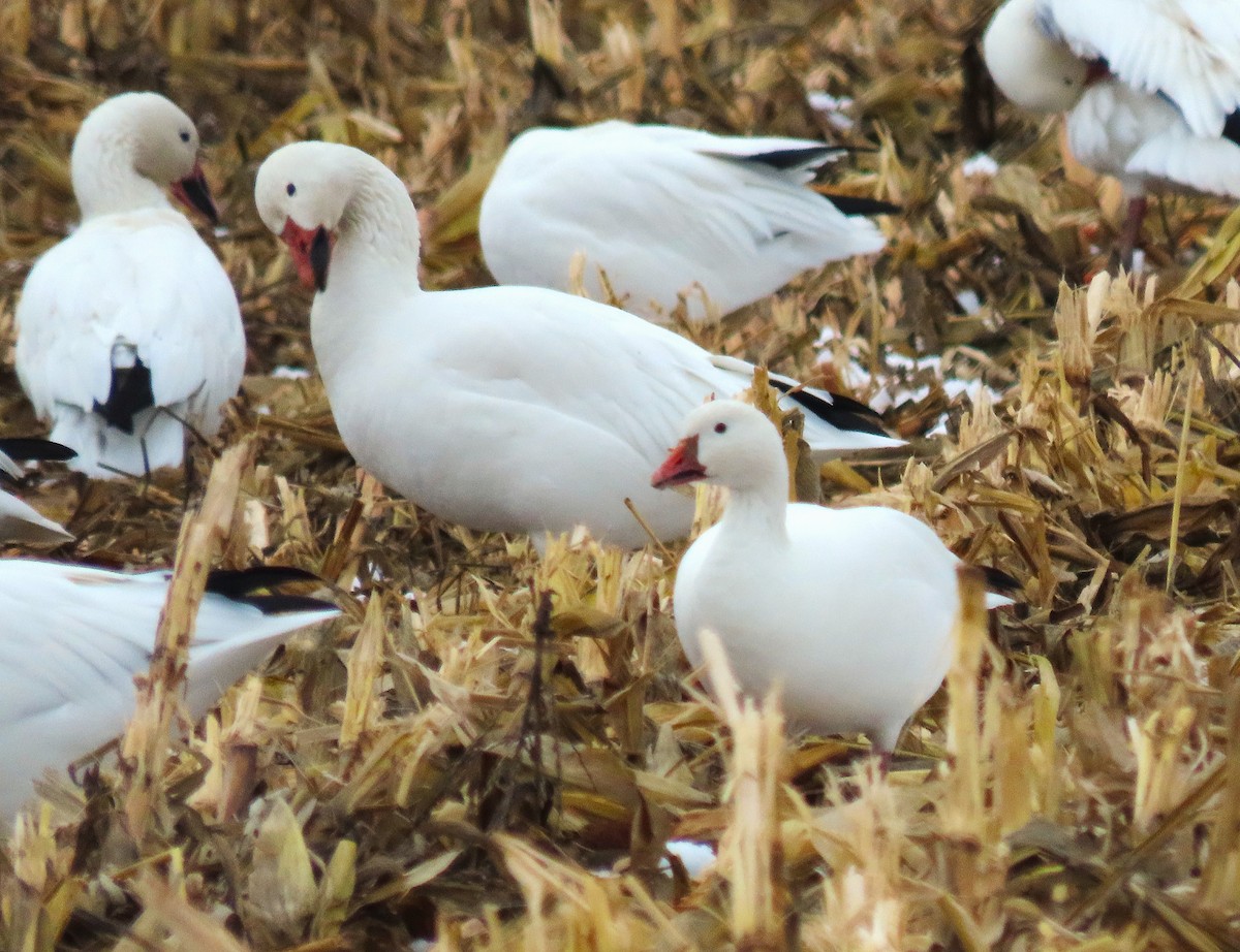 Snow x Ross's Goose (hybrid) - ML645302963