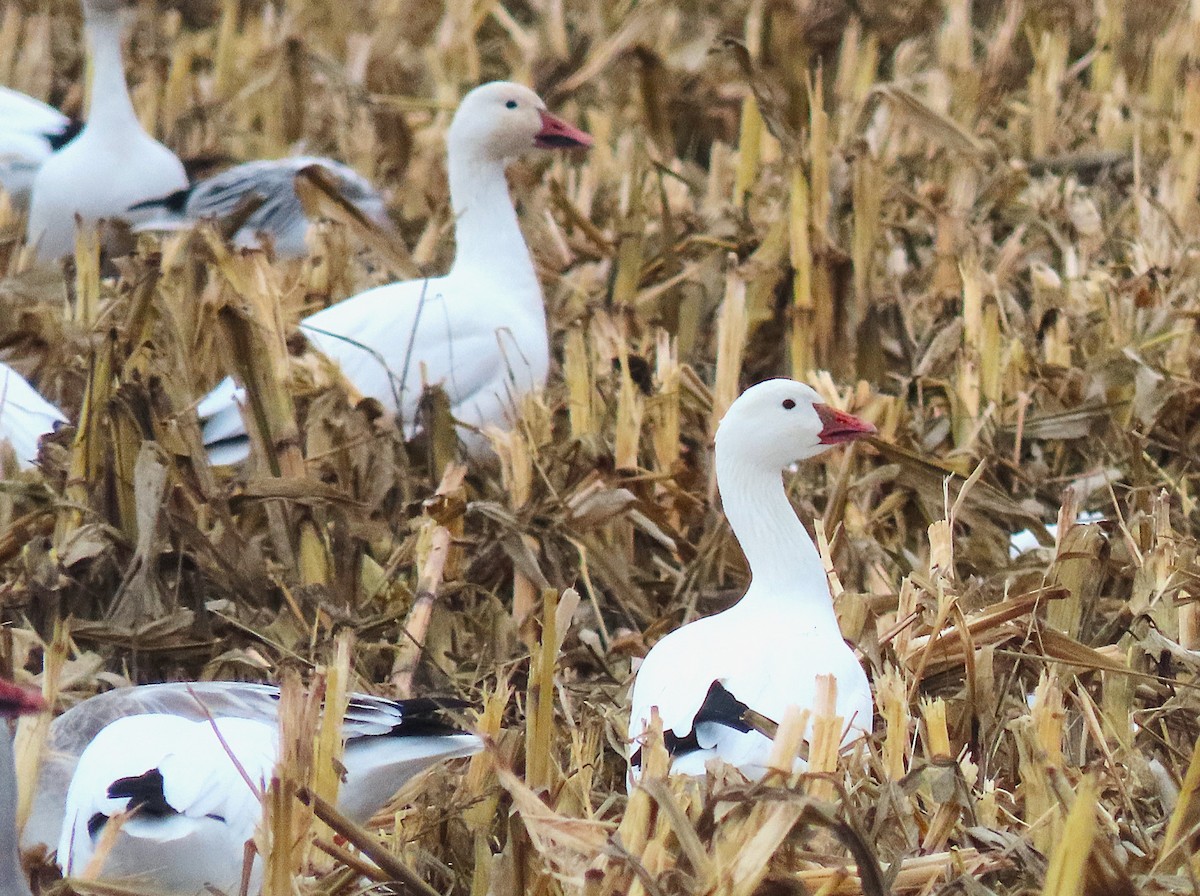 Snow x Ross's Goose (hybrid) - ML645302964
