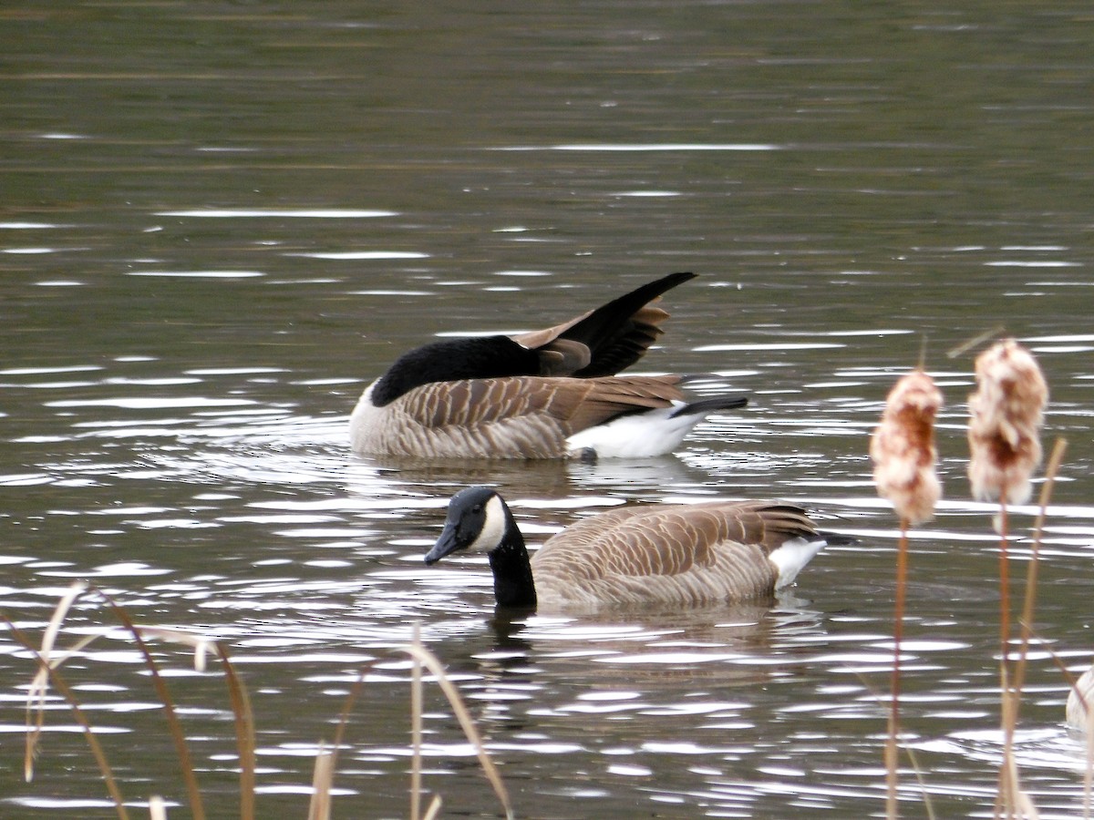 Barnacla Canadiense Grande - ML645302966