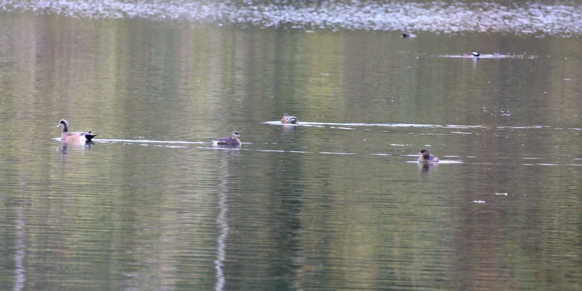Pied-billed Grebe - ML645302968