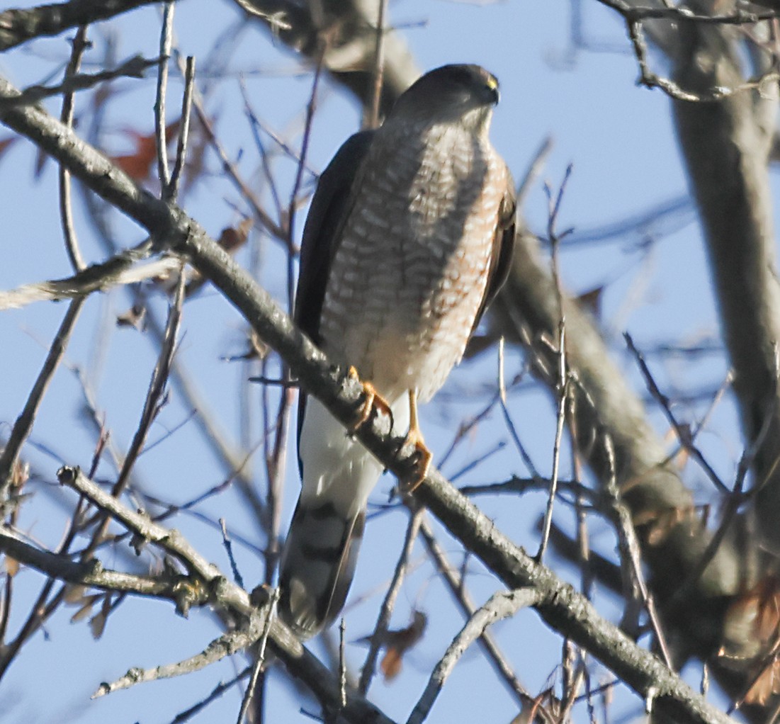Sharp-shinned Hawk - ML645302975