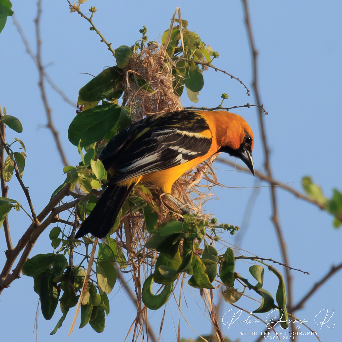 Пестрокрылый трупиал - ML645302978