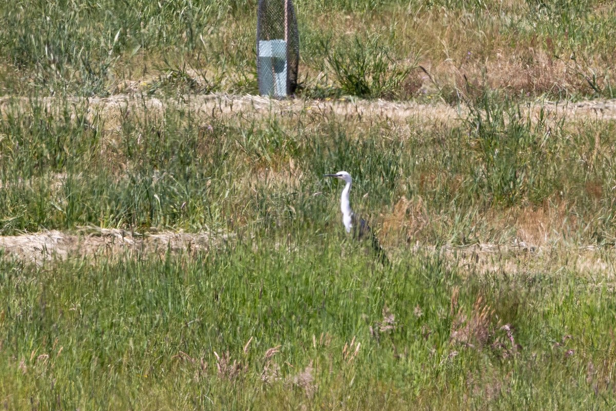 Pacific Heron - ML645302982