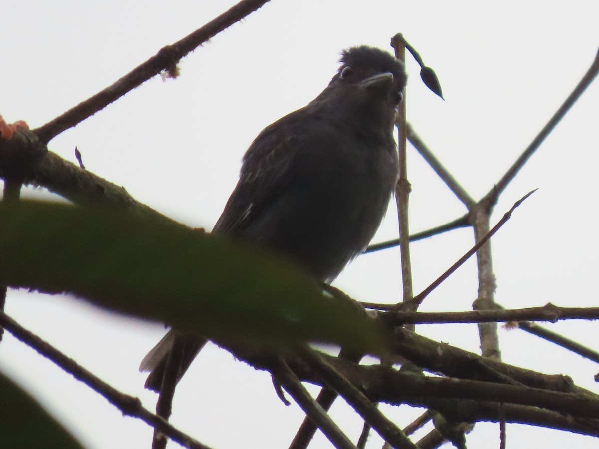 White-winged Becard - ML645302983