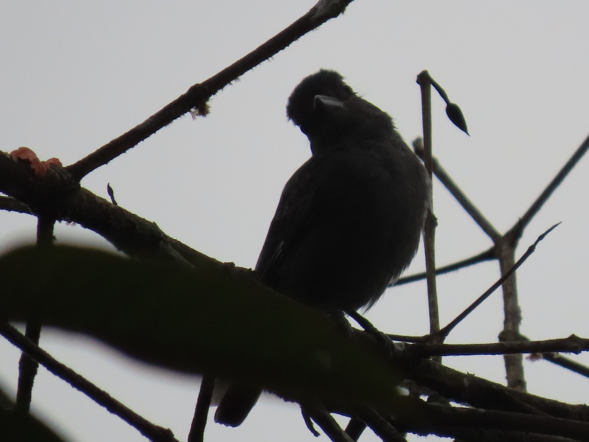 White-winged Becard - ML645302984