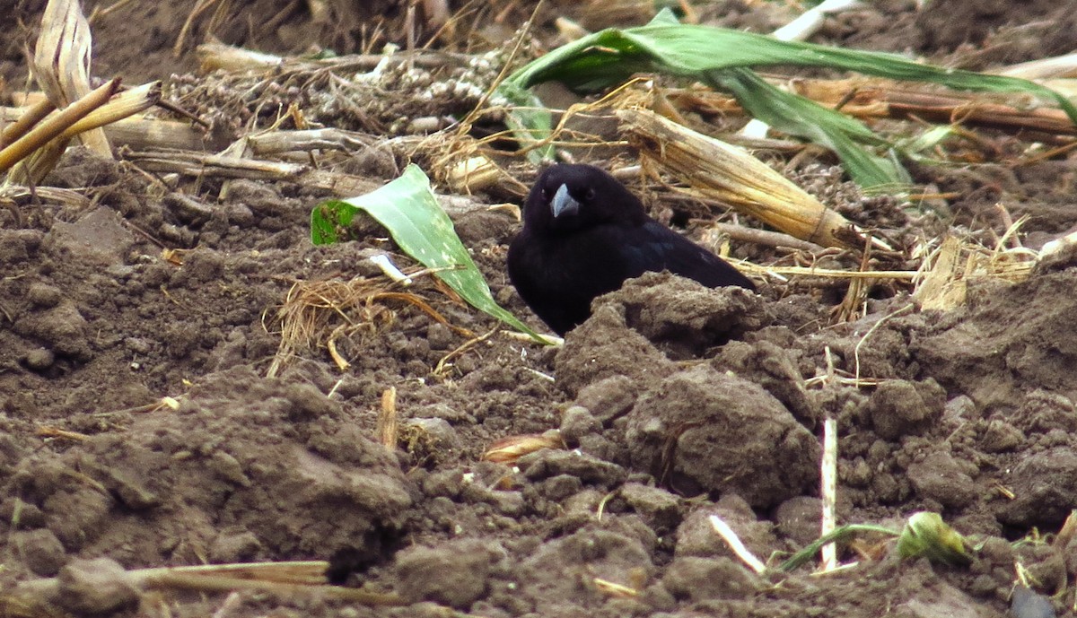 Bronzed Cowbird - ML645302993