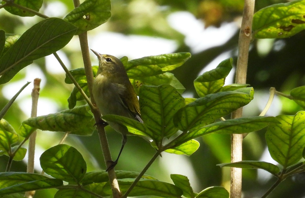Червоїд світлобровий - ML645302996