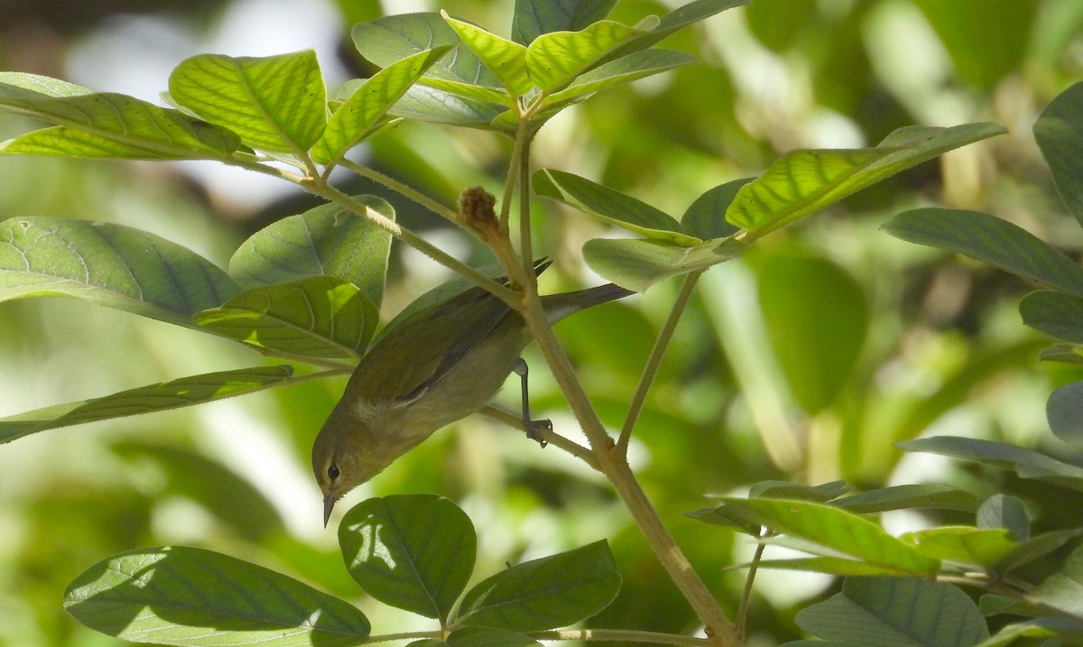 Червоїд світлобровий - ML645302997