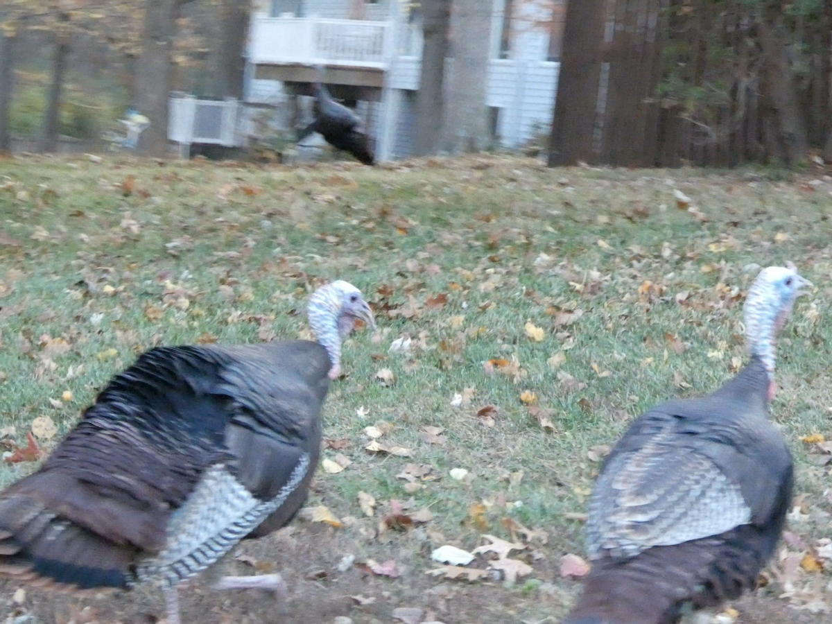 krocan divoký - ML645303004