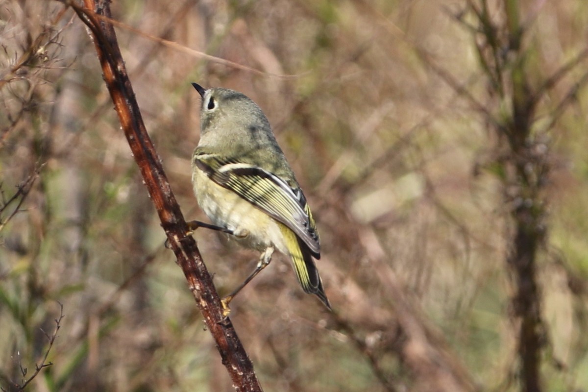 Ruby-crowned Kinglet - ML645303006