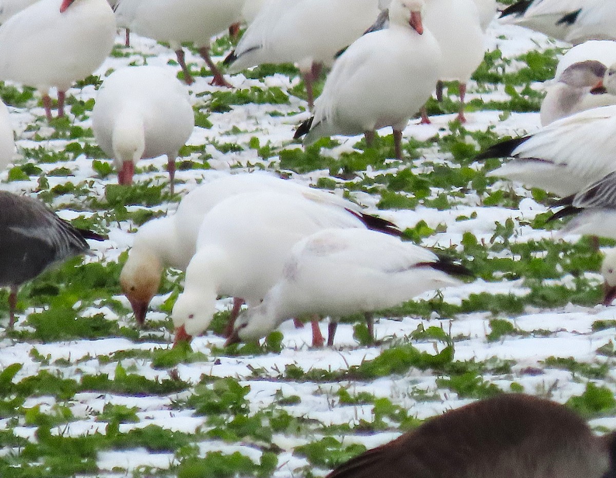 Ross's Goose - ML645303007