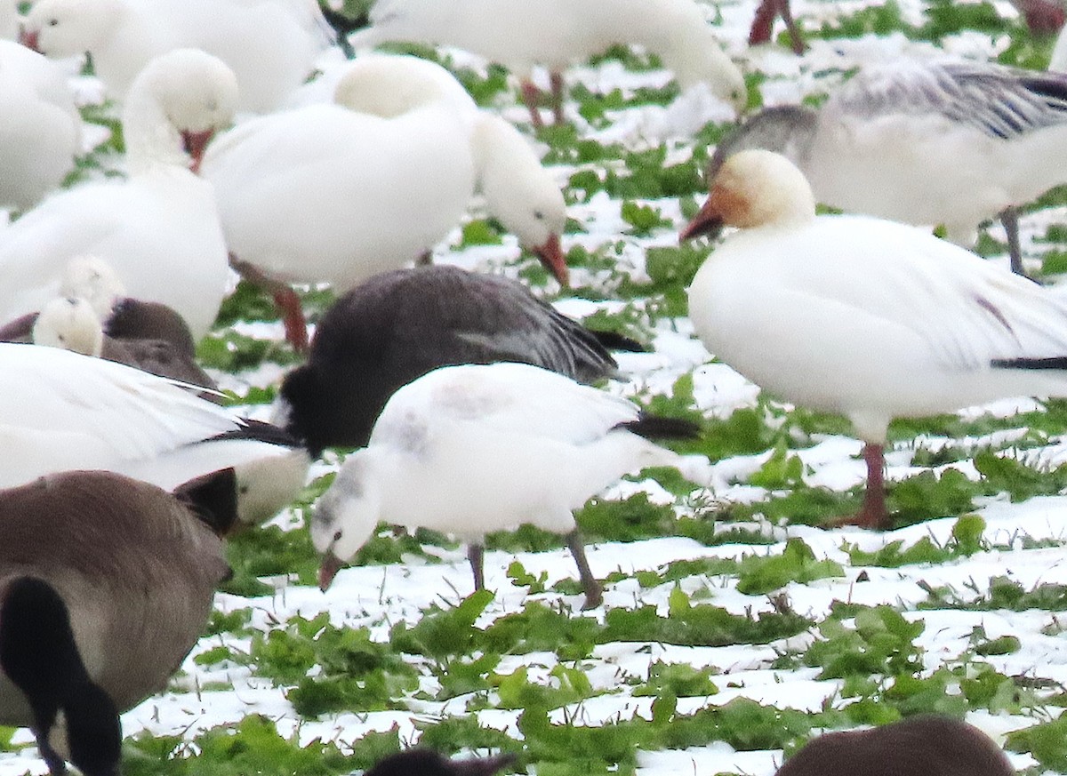 Ross's Goose - ML645303008