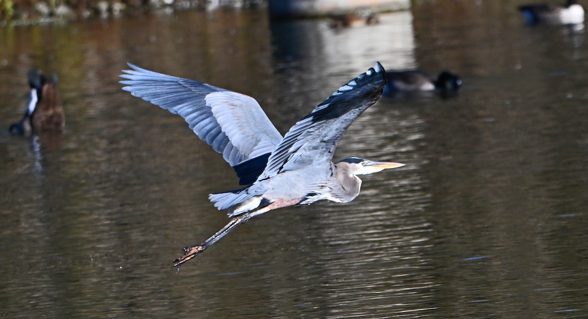 Great Blue Heron - ML645303009
