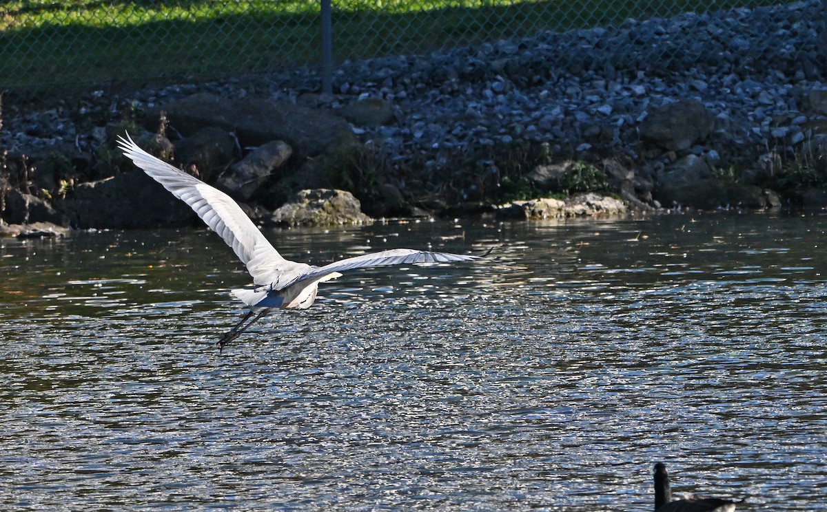 Great Blue Heron - ML645303010