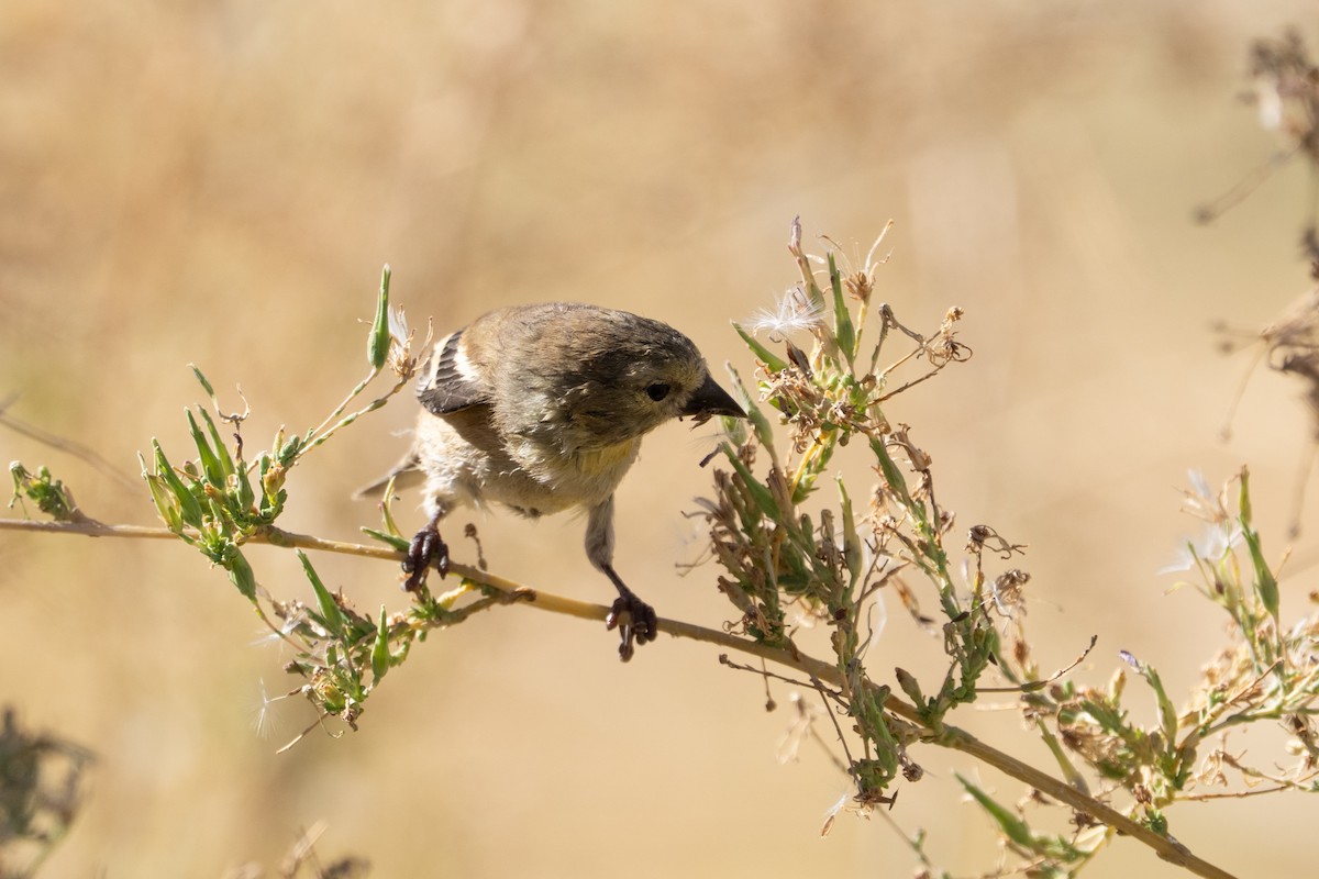 American Goldfinch - ML645303035