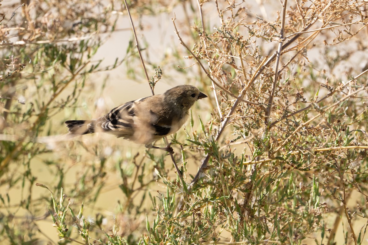 American Goldfinch - ML645303036