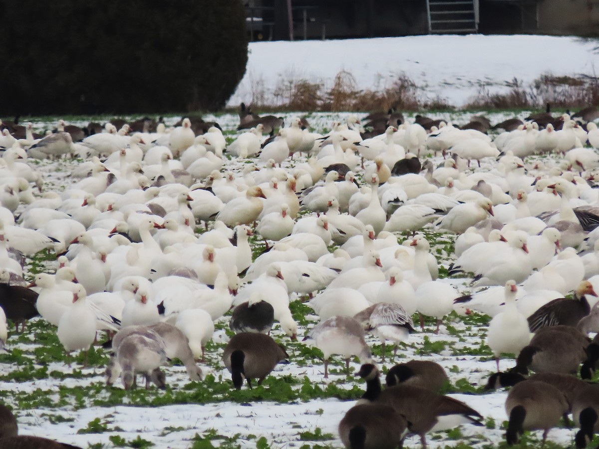 Snow Goose - ML645303037