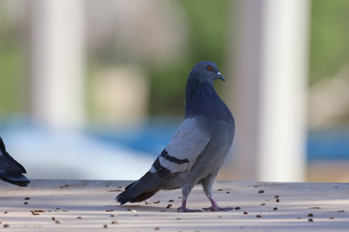 Kaya Güvercini (evcil tip) - ML645303041