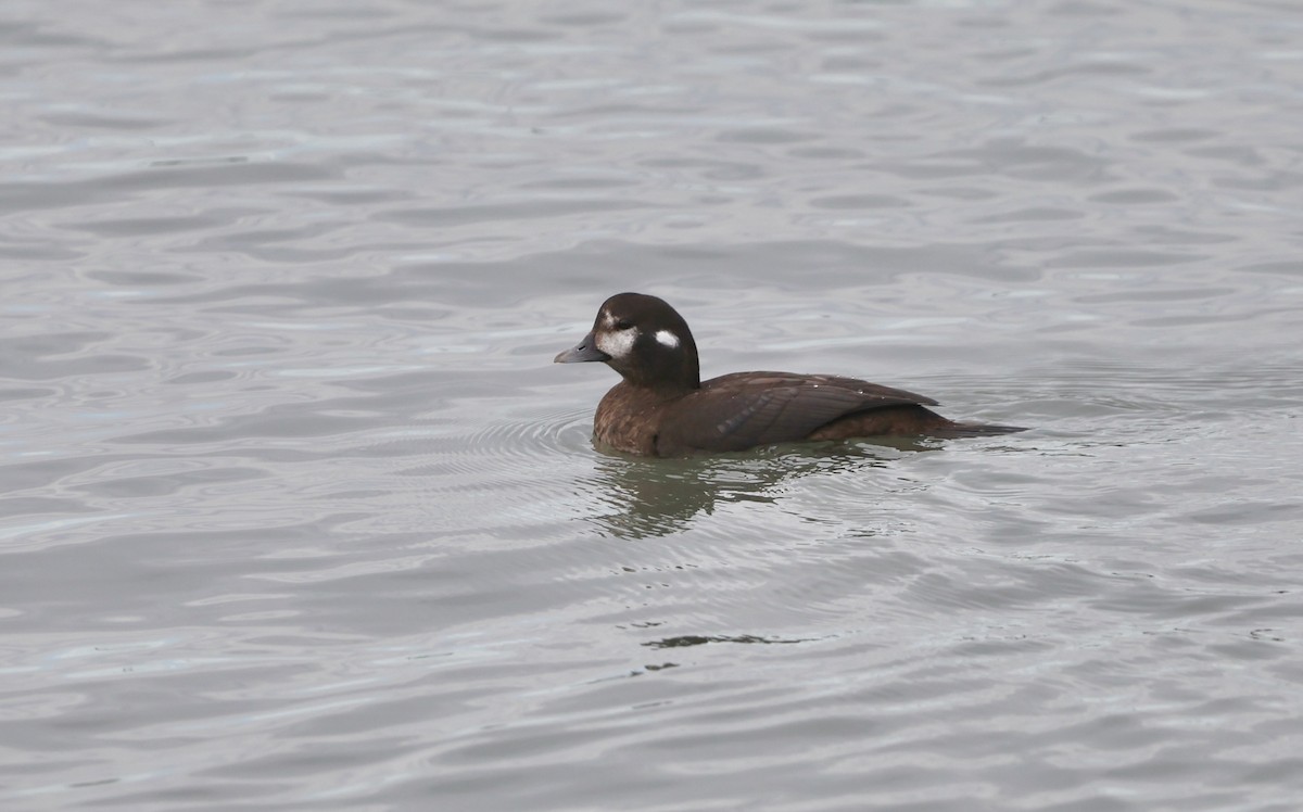Harlequin Duck - ML645303044