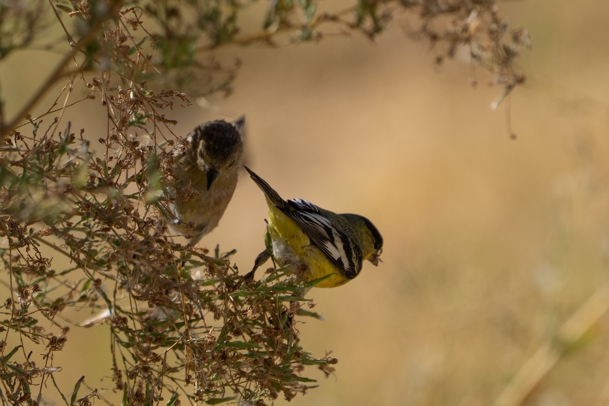 Lesser Goldfinch - ML645303048